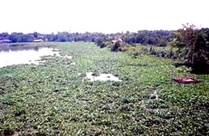 Hải Dương Phù sa bồi lắng làm hạn chế dòng chảy sông Bùi